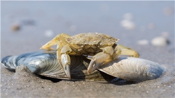 Weil die Fischerei für den Privatgebrauch an der niedersächsischen Küste nicht beschränkt ist, darf jeder für den Privatgebrauch Strandkrabben fangen.