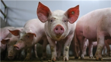 Weil laut dem Bundeslandwirtschaftsministerium von der Extra-Förderung zum Umbau von Schweineställen nicht die erhoffte Wirkung ausging, wurde das Programm gestoppt. (Archivbild)