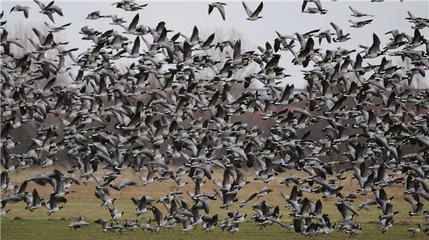 Weil sie die Weiden kahl fressen und sie verkoten, sind Wildgänse vielen Landwirten ein Dorn im Auge. Im Umweltausschuss geht es um Vergrämungsmaßnahmen.