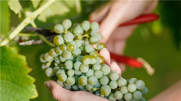 Winzer erwarten Champagner-Jahrgang von hoher Qualität Weintrauben: Wenig Frost und Hagel und überschaubaren Schädlingsbefall lassen auf eine gute Ernte hoffen.