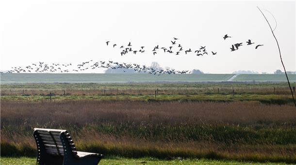 Was der Klimawandel für Zugvögel bedeutet Weißwangengänse Nonnengänse Spieka-Neufeld