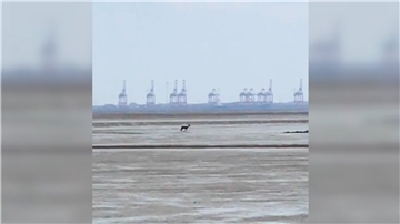 Weit draußen steht der Rehbock im Watt. Die Stelle ist unzugänglich für Rettungskräfte, die sich in Lebensgefahr begeben hätten, wenn sie versucht hätten, das Tier zu bergen.