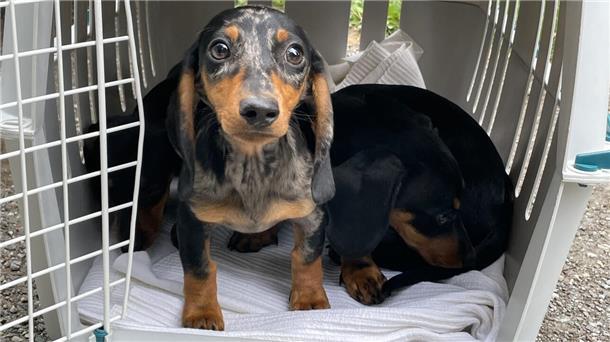 Zwei junge Hunde in einer Transportbox