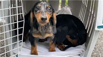 Zwei junge Hunde in einer Transportbox