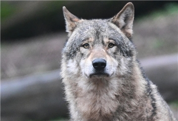Wolf