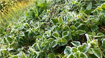Pflanzen sind nach einer kalten Nacht mit Frost überzogen.