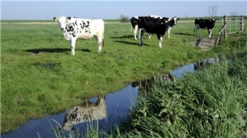 Wenn die Versalzung zunimmt, wird das Wasser in den Gräben der nördlichen Wesermarsch nicht mehr zum Tränken für die Kühe geeignet sein.