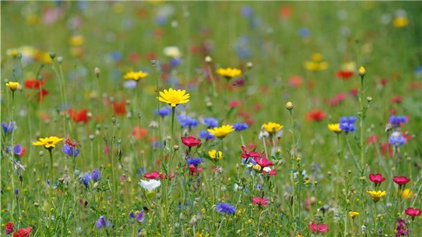 Vom Acker zum Wildblumentraum: Blühpaten in Köhlen gesucht Bunte Blumen stehen auf einer Wiese.