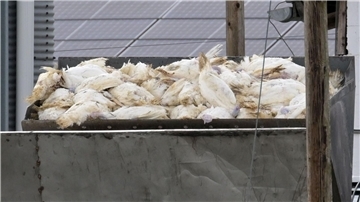 Vogelgrippe breitet sich aus – Geflügelhalter fordern Schutz Wenn in einem Geflügelbetrieb die Vogelgrippe nachgewiesen wurde, müssen alle Tiere vorsorglich getötet und vernichtet werden. Die Tierseuchenkasse leistet Entschädigungszahlungen. (Illustration)