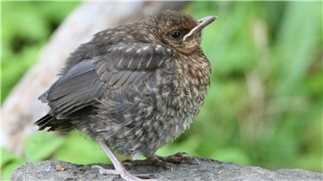 Wenn sie das Nest verlassen haben, geben junge Amseln wir diese unablässig sogenannte Standortlaute von sich, um nicht verloren zu gehen. Menschen interpretieren das Piepen oft als Hilferuf fehl.