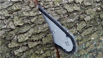 Wer einen von der Baumschutzsatzung geschützten Baum auf seinem Grundstück hat, darf ihn nur dann fällen, wenn dazu eine Genehmigung vorliegt. Einen Ersatz pflanzen müssen Eigentümerinnen und Eigentümer aber nicht.