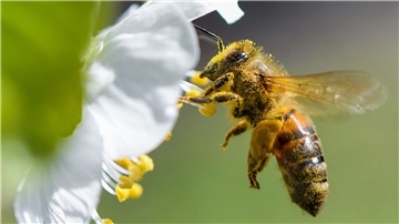 Wer etwas über Bienen erfahren möchte, ist beim Bürgerverein Burhave an der richtigen Adresse.