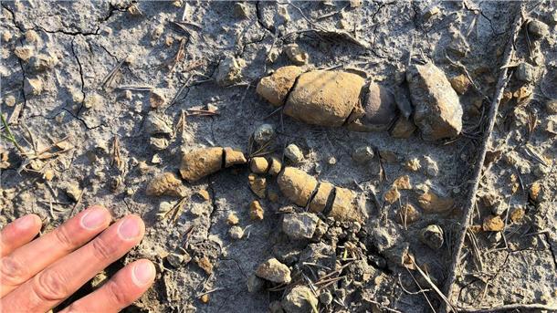 Kot- und Darm-Fossilien beschreiben Aufstieg der Dinosaurier Wer fraß vor mehr als 200 Millionen Jahren was und wen?