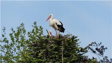 Zwei Weißstörche in ihrem Nest in Sievern