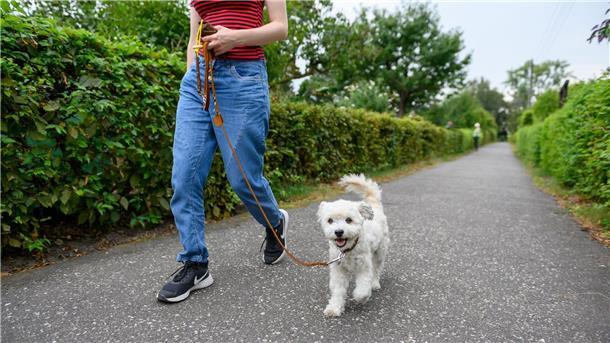 Mit dem neuen Hund in der Familie glücklich werden Wer geht mit dem Hund Gassi? Dafür braucht es in manchen Familien Regeln.