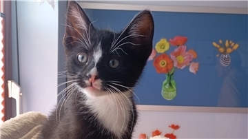Eine kleine Katze mit großen Augen