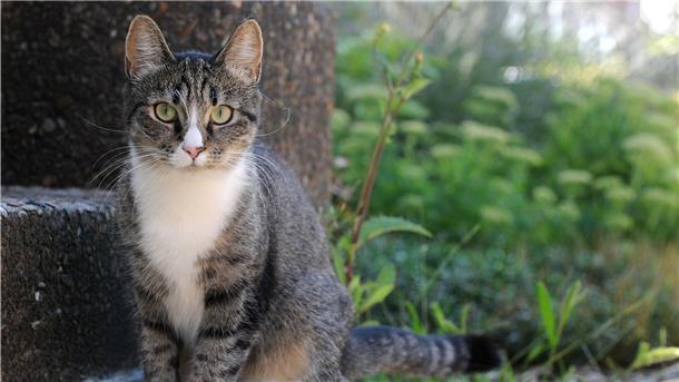 Eine Katze sitzt auf einer Steintreppe im Freien.