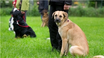 Ein hellbrauner Hund sitzt neben einer Person in langen schwarzen Hosen, von der nur die Beine zu erkennen sind.