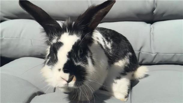 Bremerhaven: Kaninchen kommt auf Polizeirevier unter Wer vermisst dieses Kaninchen? Diese Frage stellt sich die Polizei Bremerhaven, bei der das Tier am Dienstag abgegeben wurde.
