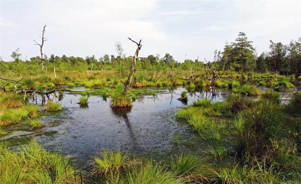 Werden viele Flächen im Kreis Cuxhaven bald so aussehen wie hier das Dorumer Moor? Politik und Verwaltung fordern einen Masterplan, um die drohenden Veränderungen meistern zu können.