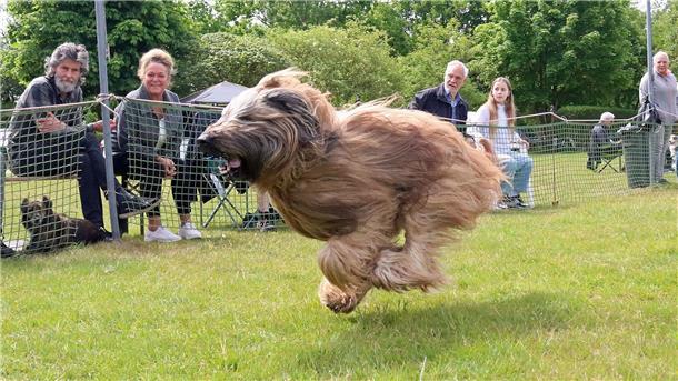 Wurst voraus! Jederhundrennen in Hoope bringt Pfoten auf Trab Langhaariger Hund sprintet mit fliegendem Fell über eine Wiese beim Jederhundrennen in Hoope, während Zuschauer hinter einem Sicherheitsnetz das Geschehen verfolgen.
