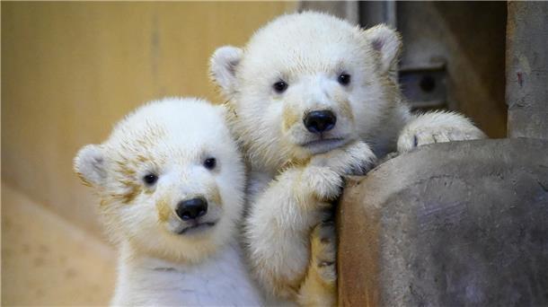 Wie heißen die Tierpfleger der Eisbären-Zwillinge? Wie alt wird ein Eisbär? Dieses und mehr im großen Eisbären-ABC.