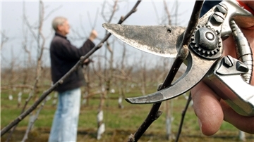 Wie man Obstbäume professionell zurückschneidet, erfahren Teilnehmer eines BUND-Kurses am Sonntag, 25. Februar.
