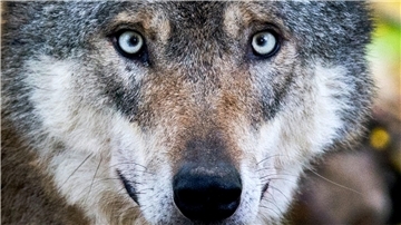 Wie umgehen mit dem Wolf? Bauern, Jäger, Nutztierhalter und Zuchtverbände fordern mehr Möglichkeiten, den Bestand zu regulieren und Tiere zu Töten.