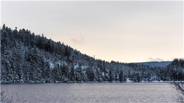 Wie viele Nadeln hat ein Tannenbaum? Wo kommt die Nordmanntanne eigentlich her? Und wo hing der Tannenbaum mal an der Decke? Wieviele Fragen könnt ihr richtig beantworten?