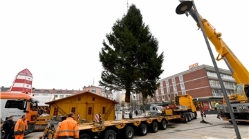 Wie wird denn wohl der große Weihnachtsbaum in diesem Jahr aussehen?