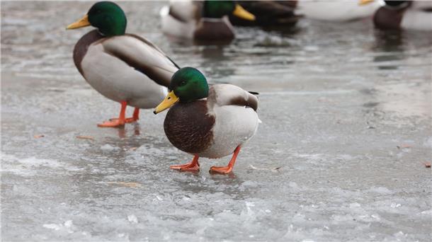 Glatteis in Nordbayern - Insgesamt abnehmende Gefahr Wildenten sitzen am Rande des Flusses Weiße Elster auf einer Eisschicht.