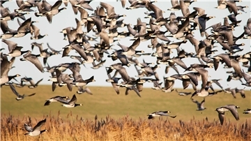 Ein Schwarm Gänse mit einem grasbewachsenen Deich im Hintergrund
