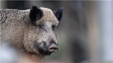 Wildschweine gelten als Überträger der Afrikanischen Schweinepest. Der Landkreis bietet Jägern einen Anreiz für die intensive Bejagung von Wildschweinen.