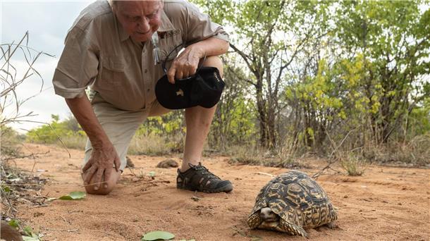 Hamburger rettet Natur und Tiere in Simbabwe Wilfried Pabst entdeckt bei einer Buschwanderung in seinem Naturschutzgebiet Sango im Südosten Simbabwes eine Pantherschildkröte, die bis zu 60 Jahre alt werden kann.