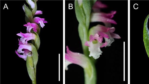 „Atemberaubende“ neue Orchideen-Art in Japan entdeckt Wissenschaftler zeigen sich begeistert von „Spiranthes hachijoensis“: Mit ihren rosafarbenen Blütenblättern gleiche die neue Orchideen-Art künstlerischen „Glasarbeiten“.