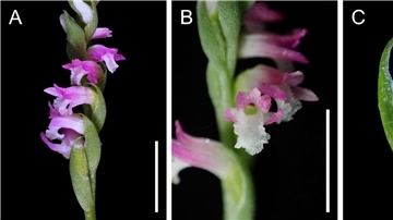 Wissenschaftler zeigen sich begeistert von „Spiranthes hachijoensis“: Mit ihren rosafarbenen Blütenblättern gleiche die neue Orchideen-Art künstlerischen „Glasarbeiten“.