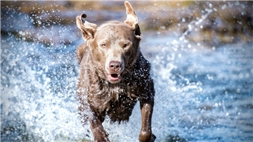 Wo dürfen Hunde durchs Wasser planschen? Wie reagiere ich im Notfall? Und welche Spiele bringen Abwechslung ins Hundeleben? Antworten auf diese Fragen findet man in zahlreichen Apps.