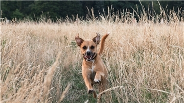 Wo, wann und unter welchen Umständen darf ein Hund in Stadland ohne Leine unterwegs sein? Die Beratungen in der Kommunalpolitik über diese Fragen sind noch nicht abgeschlossen.