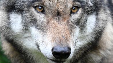Wölfe: Die Jungtiere verlassen im Winter ihre Verbände und streifen umher. Meistens sind es laut dem Cuxländer Wolfsexperten Hermann Kück Durchreisende wie sie, die Nutztieren reißen.