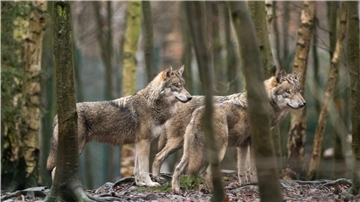 Wölfe fühlen sich in Niedersachsen wohl. In den zurückliegenden drei Jahren ist allein die Zahl der Wolfsrudel im Land von 10 auf 36 angewachsen.