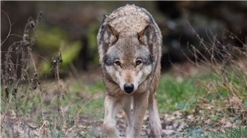 Wölfe fühlen sich in Niedersachsen wohl. In den zurückliegenden drei Jahren ist allein die Zahl der Wolfsrudel im Land von 10 auf 36 angewachsen.