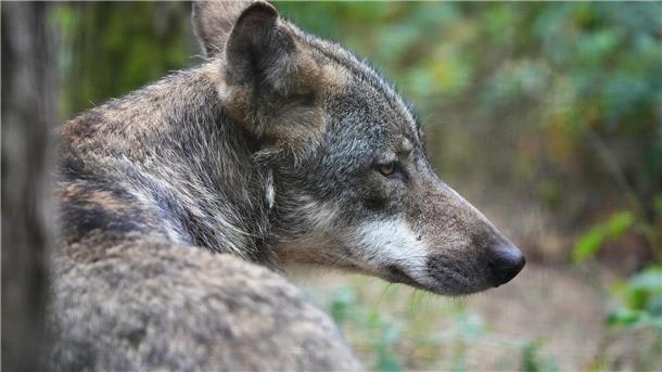 Ein Europäischer Wolf (Canis lupus lupus) sitzt im einem Wildpark im Wald.
