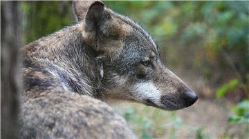 Ein Europäischer Wolf (Canis lupus lupus) sitzt im einem Wildpark im Wald.
