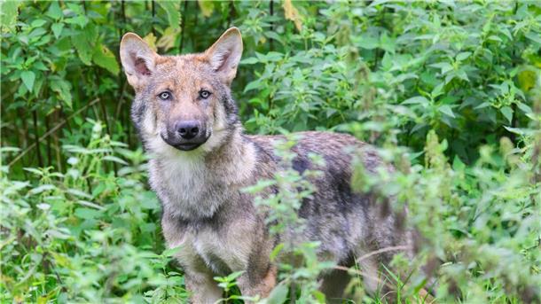 Schnellverfahren: Wolf soll zum Abschuss freigegeben werden Wölfe stehen unter strengem Naturschutz und dürfen nur mit einer behördlichen Ausnahmegenehmigung unter strengen Voraussetzungen geschossen werden.