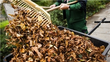 Wohin mit dem Laub? Diese Frage wird sich im Herbst auch wieder vielen Butjadingern stellen.