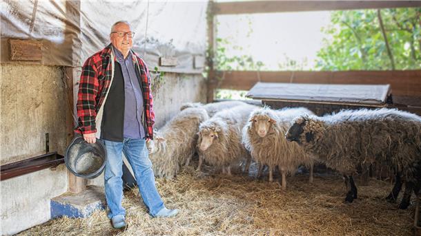 Mann im Stall mit Schafen