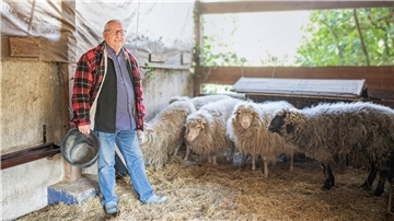 Mann im Stall mit Schafen