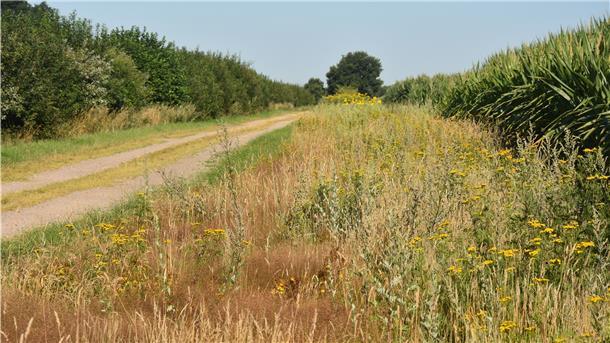 Das Foto zeigt einen in Sachen Artenschutz idealen Weg. Auf der einen Seite eine Hecke, auf der anderen ein wohl fünf Meter breiten Blühstreifen.  
