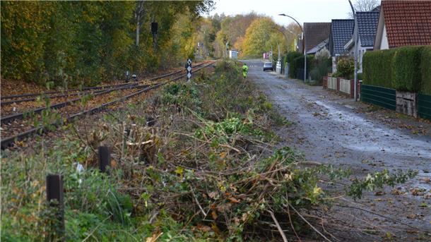 Wo die Säge kreist, da gibt‘s Kritik Wut, Trauer und Entsetzen spüren Anwohner der Straße An der Kleinbahn in Zeven ob des radikalen Gehölzrückschnitts vor der Haustür.