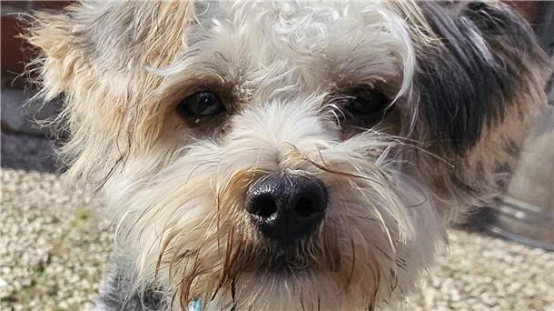 Yorkshire-Mix „Bodo“ muss noch viel lernen. 